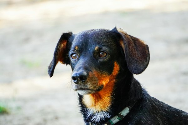 Comment établir des corridors écologiques pour faciliter le déplacement des animaux sauvages ?