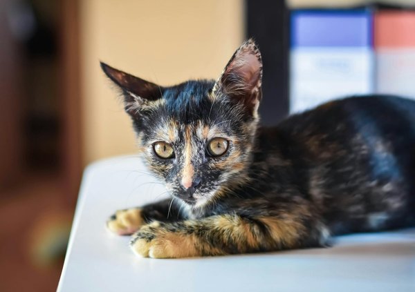 Découvrez l'école d'ostéopathie animale : formations adaptées !