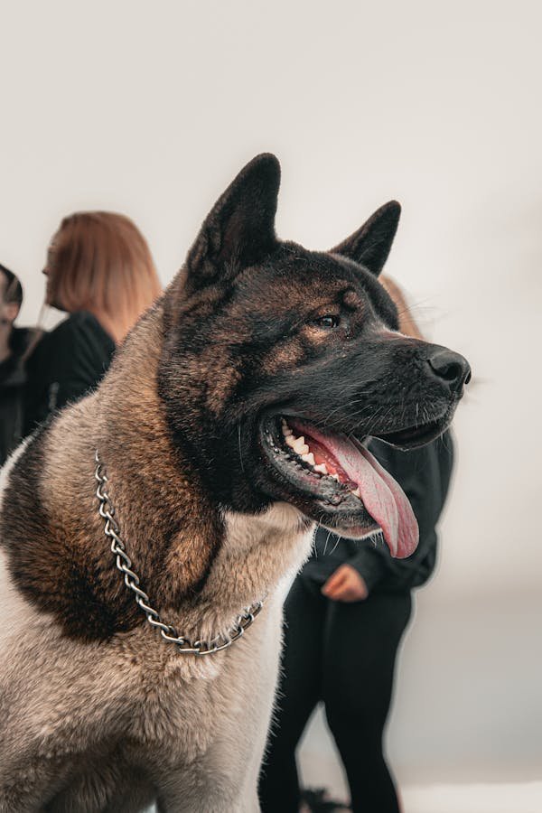 Trouvez la médaille pour chien qui reflète son style unique